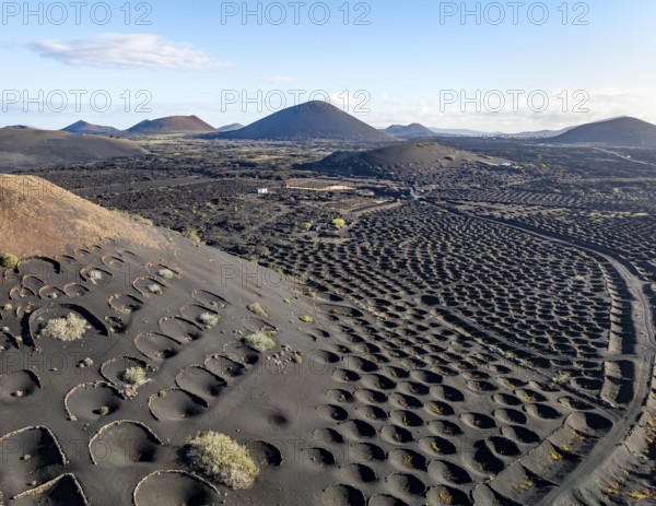 Typical drywall viticulture in volcanic landscape, on volcanic ash, lapilli, aerial view, vines, La