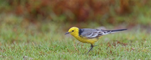 Citrine wagtail, (Motacilla citreola), foraging in a biotope, Middle East, Oman, songbird, family