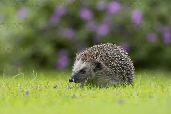 European hedgehog (Erinaceus europaeus) adult animal on a garden grass lawn in summer, England,