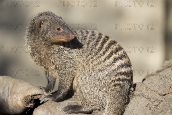 An adult zebra mongoose (Mungos mungo) sits on a hollow, fallen tree trunk in the soft morning