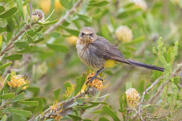 Cape sugarbird (Promerops cafer), Harold Porter National Botanical Gardens, Betty's Bay, Western