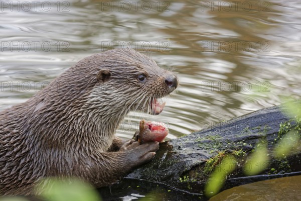 European otter (Lutra lutra) sitting on riverbank and holding a fish while feeding, close-up