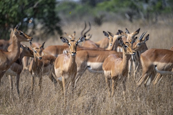 Herd of impala (Aepyceros melampus) in tall grass, black heeler antelope, Kruger National Park,
