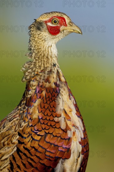 Common Pheasant (Phasianus colchicus) male, Rhineland-Palatinate, Germany