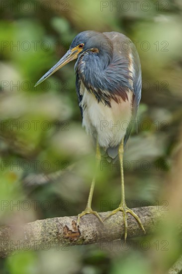Tricoloured Heron (Egretta tricolor), sitting on a branch, spring, Wakodahatchee Wetlands, Delray