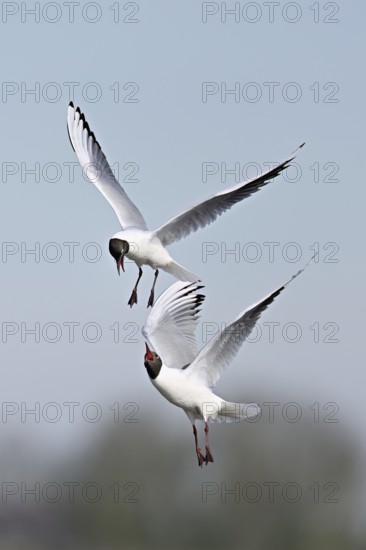 Black-headed gulls (Larus ridibundus), fighting and quarrelling in flight, Texel, West Frisian