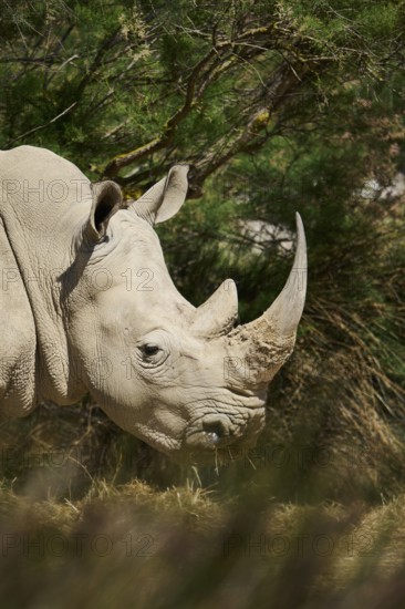 Square-lipped rhinoceros (Ceratotherium simum), standing in the dessert, captive, distribution