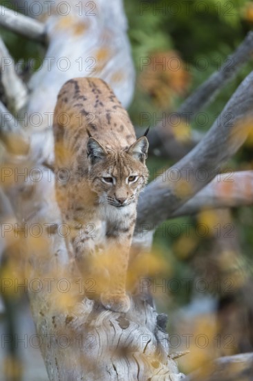 One Eurasian lynx, (Lynx lynx), walking down a fallen tree. Frontal view with green and orange