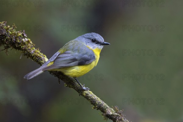 Eastern Yellow Robin (Eopsaltria australis) perched on a branch, Victoria, Australia