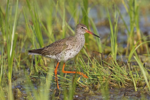 Redshank, Common Redshank, Redshank, Tringa totanus, Chevalier gambette, Archibebe Común, Lake