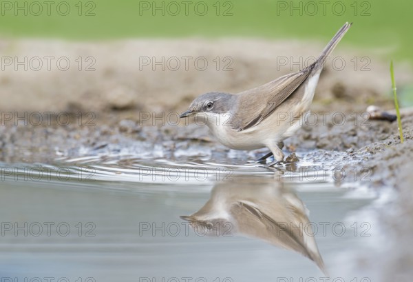Lesser Whitethroat (Sylvia curruca) at waterhole, Aosta Valley, Italy