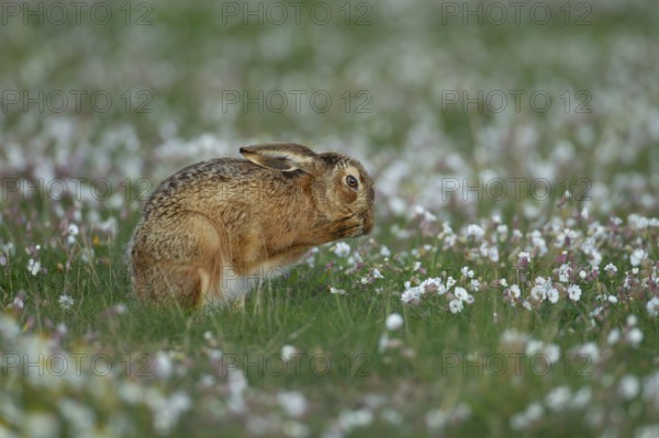 European brown hare (Lepus europaeus) adult animal washing its face amongst flowering Sea campion