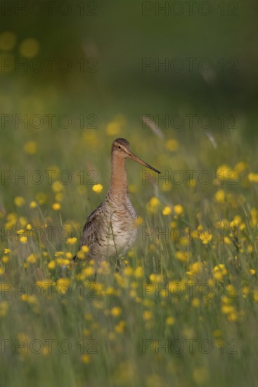 Black-tailed Godwit (Limosa limosa) on grassland with flowering meadow buttercup (Ranunculus