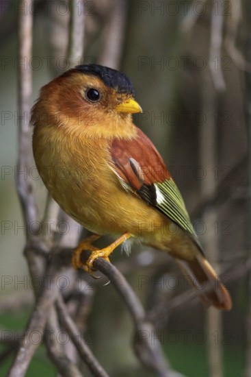 Black-capped Piprites (Piprites pileata) perched on a branch in the Atlantic rainforest of