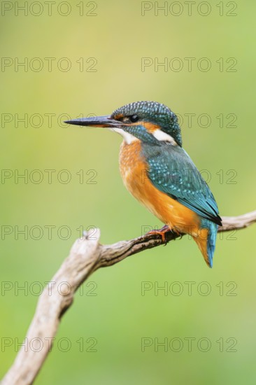 Common kingfisher (Alcedo atthis) sitting on an old wooden branch in late summer, wildife, Bavaria,