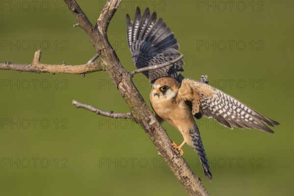 Red-footed Falcon (Falco vespertinus) female perched on a branch, Subotica, Serbia