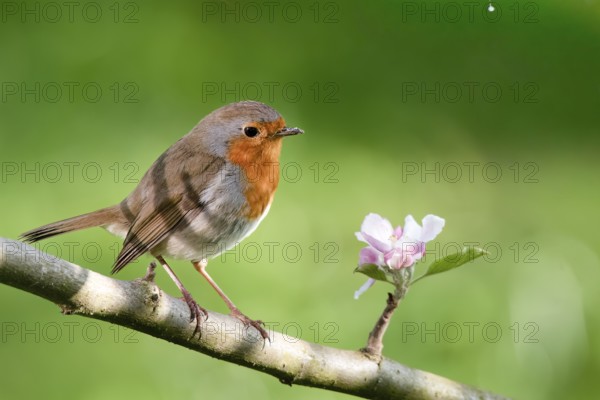 A robin (Erithacus rubecula) on a branch of a flowering apple tree (Malus domestica) next to a pink