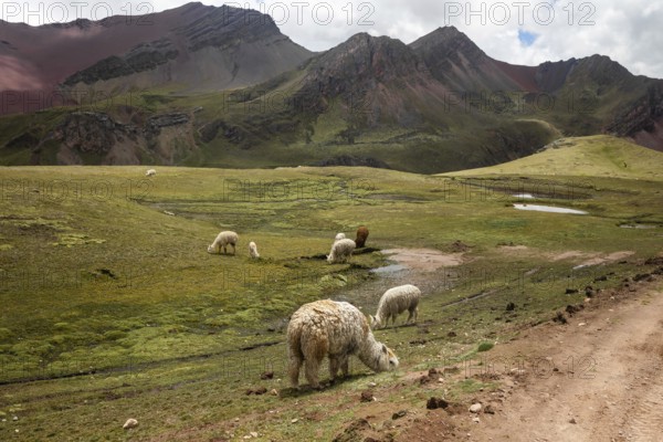 Alpacas graze peacefully in the stunning landscape of Peru's famous Vinicunca, also known as the