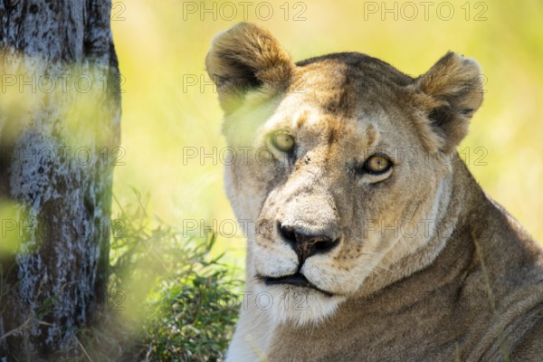 A majestic lioness rests in the lush grasslands of the Kenyan savanna, its gaze steady and powerful