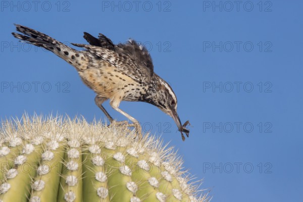 Cactus Wren Campylorhynchus brunneicapillus Tucson, Arizona, United States 18 March Adult with
