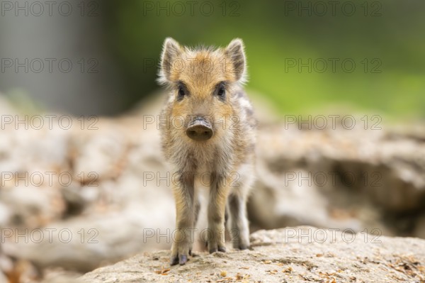 Wild boar (Sus scrofa) piglet standing in a forest, Bavaria, Germany