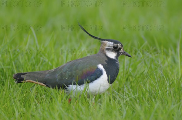 Kiebitz (Vanellus vanellus), Lapwing, im Prachtkleid, morgens, April, NSG Dingdener Heide,