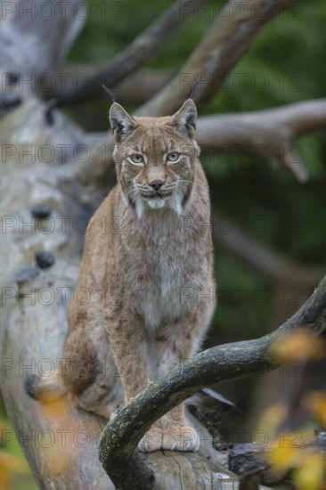One Eurasian lynx, (Lynx lynx), sitting on fallen dead tree with a green natural background and