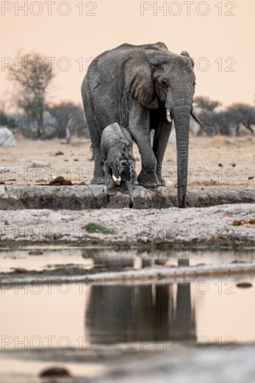 African elephant (Loxodonta africana), mother with young, drinking at the waterhole, reflection, at