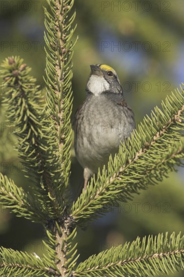 White-throated Sparrow (Zonotrichia albicollis), Ontario, Canada