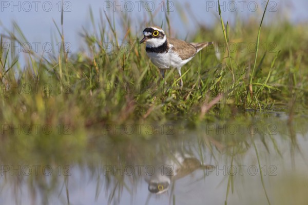 Little Ringed Plover, Little Plover, Little Plover, Charadrius dubius, Petit Gravelot, Chorlitejo