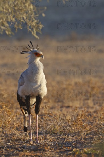 Secretarybird (Sagittarius serpentarius), Northern Cape, South Africa