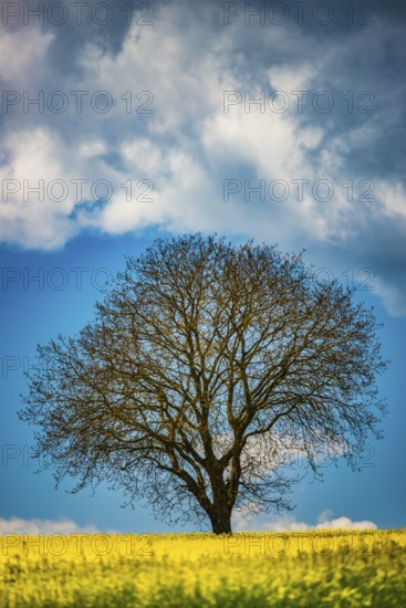 Old English oak (Quercus robur), on the Hödinger Berg, Hödingen, Lake Constance district, Upper