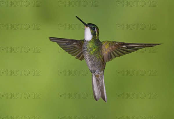 White-throated Mountain Gem (Lampornis castaneoventris) high in the mountains at San Gerrardo de