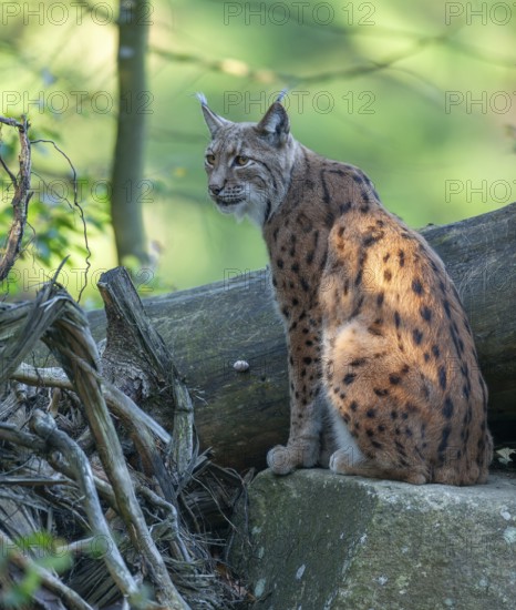 Eurasian lynx (Lynx lynx) sitting on a rock and looking attentively, captive, Bavarian Forest,