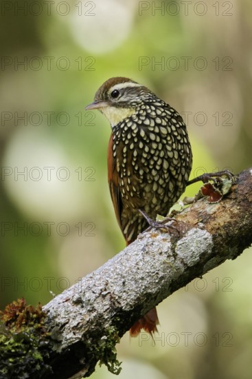 Pearled Treerunner (Margarornis squamiger) perched on a branch in the Andes Mountains of Colombia