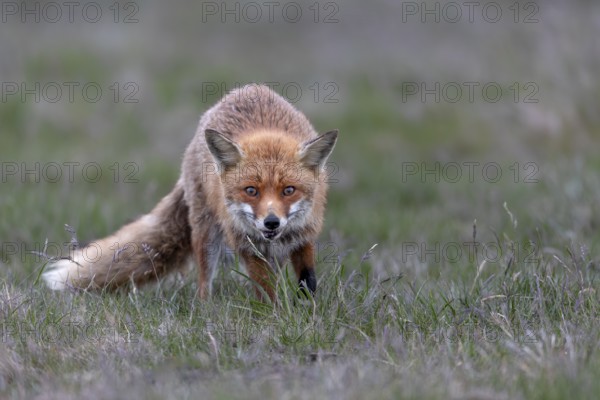 I am always fascinated by the look of the red fox (Vulpes vulpes), marked by life, injury to the