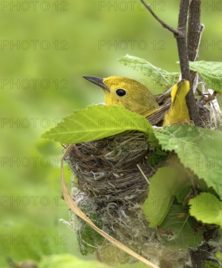 A female Yellow Warbler, Setophaga petechia, sitting on her nest in Saskatchewan, Canada