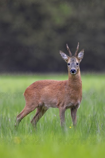 European roe deer (Capreolus capreolus) adult buck, male foraging in grassland, meadow at forest