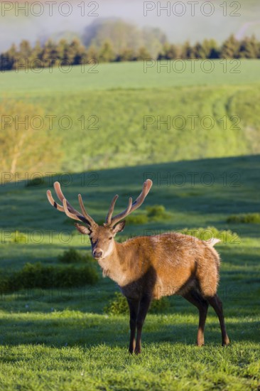 One male Altai maral, Altai wapiti or Altai elk (Cervus canadensis sibiricus) stands on a meadow in