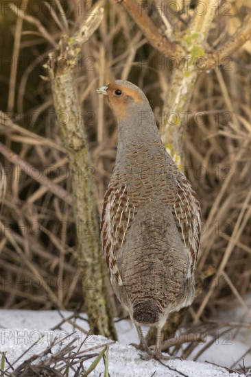 Grey Partridge (Perdix perdix), Smaland, Sweden