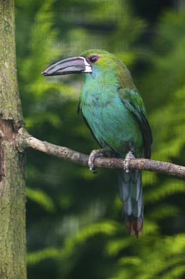 Crimson-rumped Toucanet (Aulacorhynchus haematopygus), adult male bird, perched on a branch,