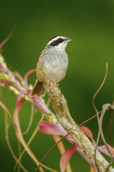 Stripe-headed Sparrow Aimophila ruficauda acuminata El Tuito, Jalisco, Mexico 12 June Adult