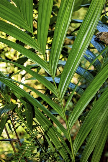 Close-up of lush green leaves in the sunlight with a tropical feel, Kentia palm (Howea forsteriana)