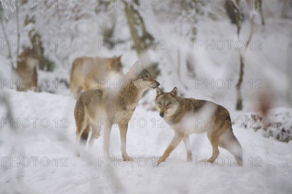 Two wolves interacting in the snow, other wolves in the background in the snowy forest, winter,