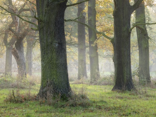 Open oak forest in autumn, sun shining through morning fog, Dessau-Wörlitzer Gartenreich,