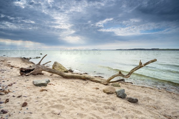 Sea monster, bizarre tree trunk shaped like a stranded dragon, driftwood on the beach of the Baltic