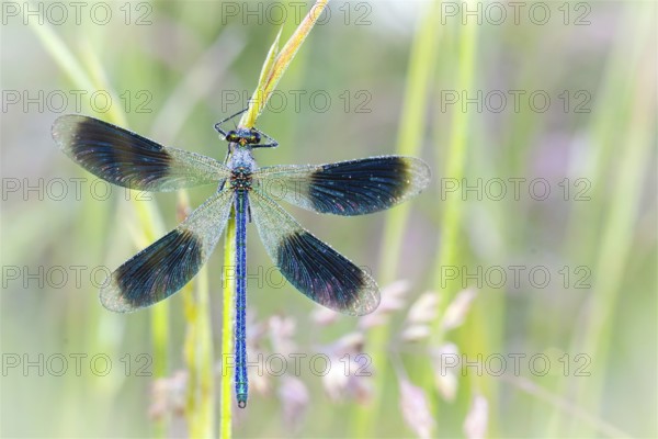 Banded demoiselle, animals, insect, insects, (Calopteryx splendens), dewdrop, dragonfly, dragonfly