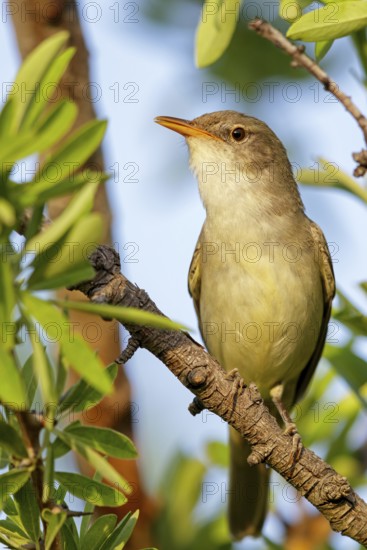 Olive warbler, (Hippolais olivetorum), animal, animals, bird, birds, biotope, habitat, perch,