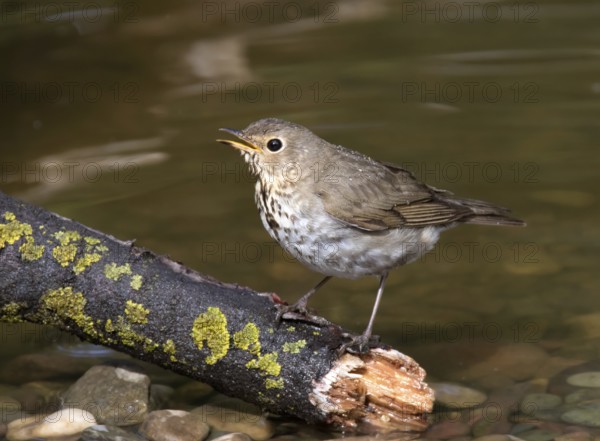 A Swainson's Thrush, Catharus ustulatus, perched in a backyard pond in Saskatoon, Saskatchewan,