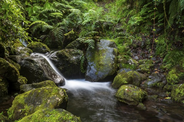 A small stream flows over moss-covered rocks in the middle of a dense forest, Levada da Achada